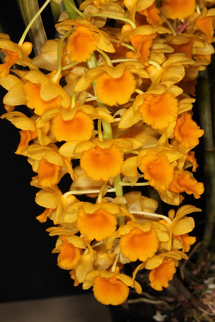 Dendrobium densiflorum 2011-10-10 01