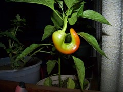 There's something wrong with our pepper