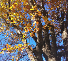 Autumn Leaves on Oak Tree by randubnick