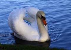 Birds. - Swans.