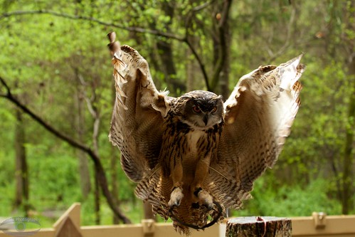 Owl in Flight 1214