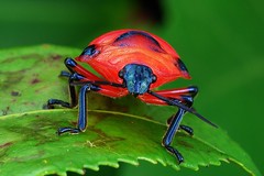 True Bugs (Hemiptera)