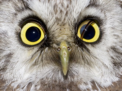 Perleugle (Boreal / Tengmalm's Owl)