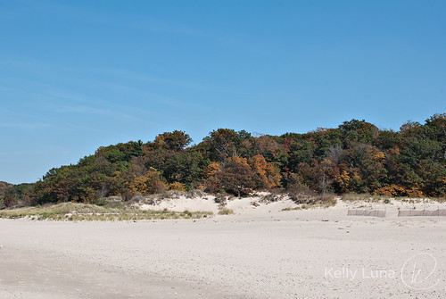 dunes treeline