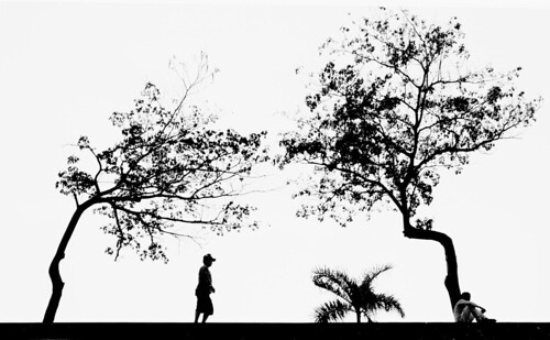 Trees by Pawel Maciejewski