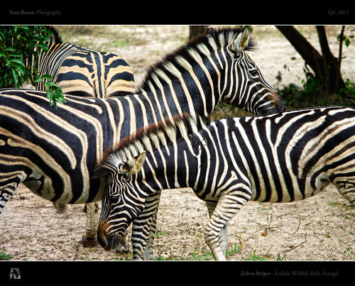 Zebra Stripes by TomRaven