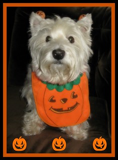 10/12B ~ Riley ~ "My Little Pumpkin"