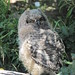 Kirstenbosch Gardens OWL II