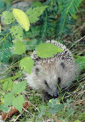 Hedgehog in our garden