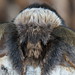 December Moth close up