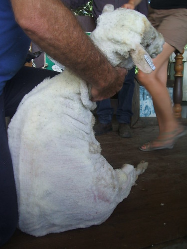Sheep shearing in Brisbane