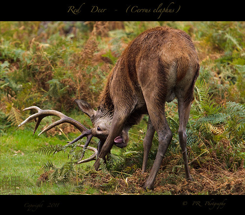 Red Deer (Cervus-elaphus)