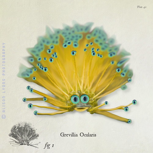 Grevillia Ocularis by alison lyons photography