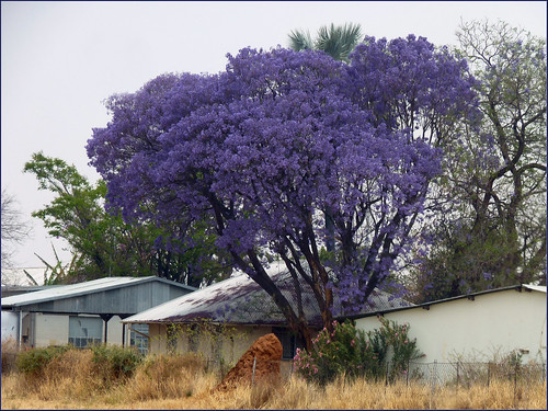 Jacaranda tree, Namibia