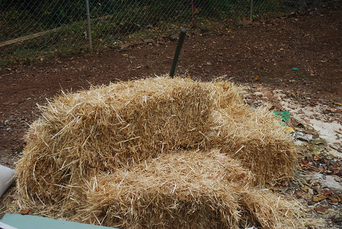 Hay for the backyard
