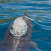 Bottlenose Dolphin - (Tursiops truncatus)