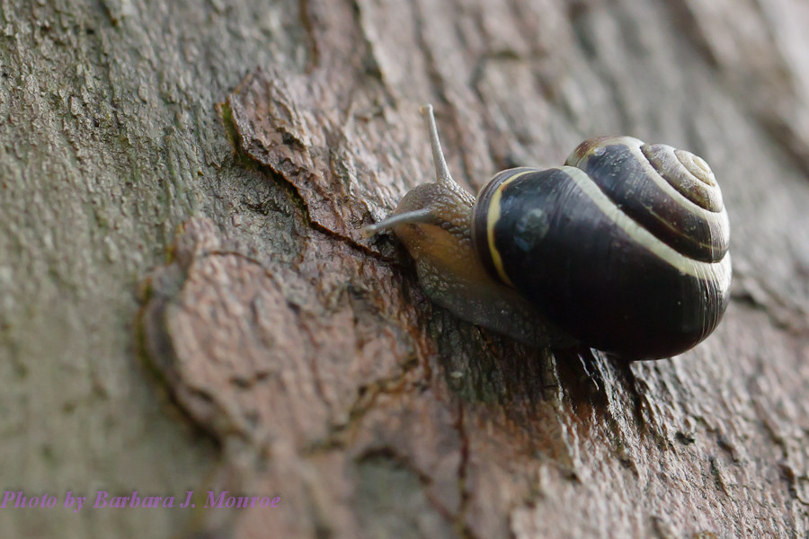 Snails (3 of 6)