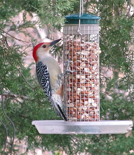 Red-bellied Woodpecker on Glenn in Normal, IL 02