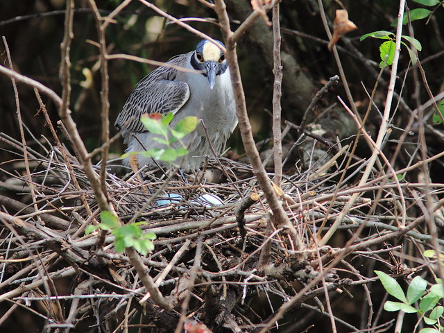 Yellow-crowned Night-Heron female with eggs 20120327