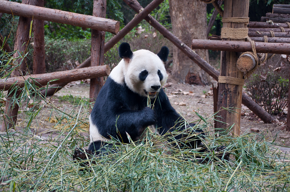 Giant_Panda_eating_Chengdu_Sichuan_China3