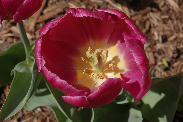 View inside a tulip cup 2