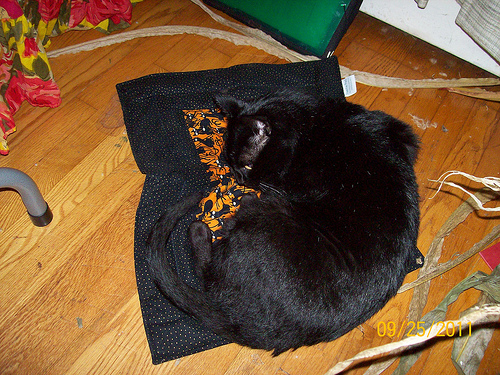 Tom enjoys his Halloween gift, a Pootie Pad!