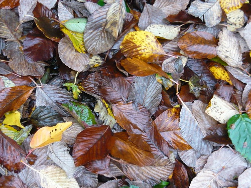 barrow Leaves