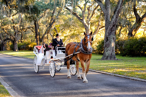 Bride arriving on carriage - A quick shot from today's wedding. - Litchfield Plantation