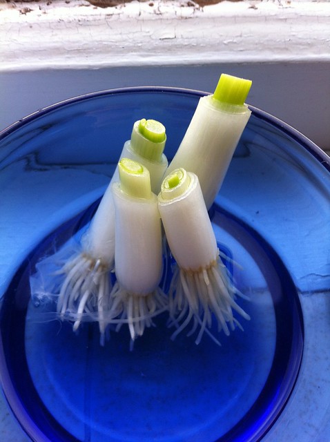 Life: (Re)Growing Green Onions