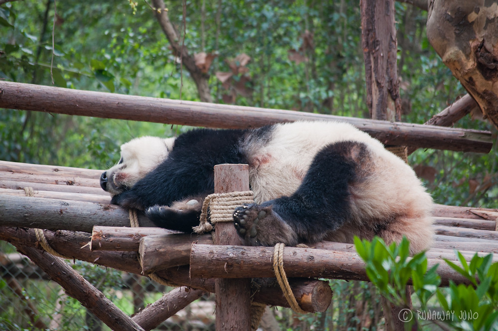Panda_sleeping_Chengdu_Sichuan_China