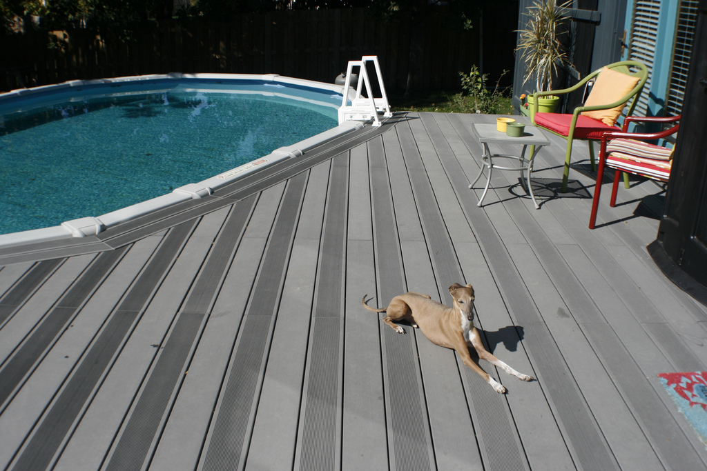 greyhound on bamboo composite deck
