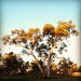 Sunset, Todd River, Alice Springs OZ #wp