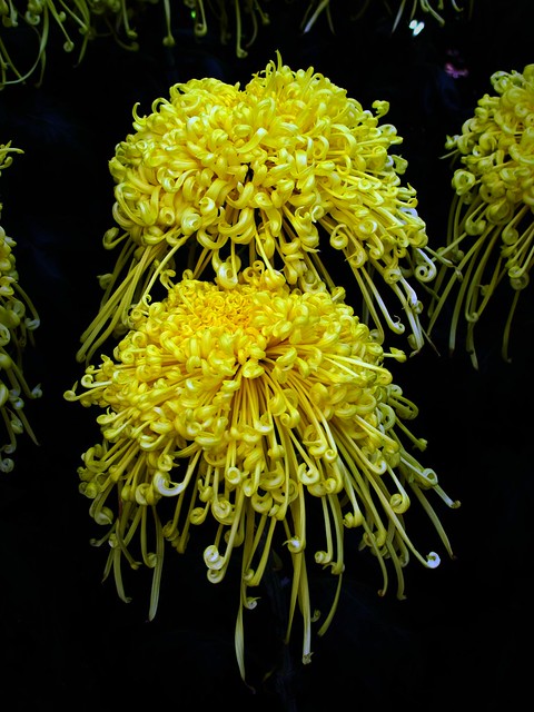 Yellow Chrysanthemums IMG_0627
