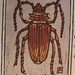 Prionus Californicus--Beetle ACEO woodblock print