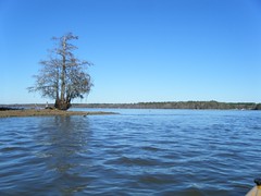 Lone Cypress on Lake Marion