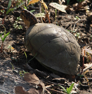 turtle328