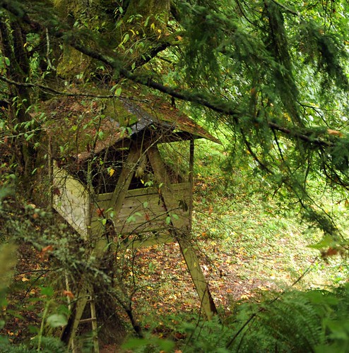 Treehouse in the forest from above, ladder, Seattle, Washington, USA by Wonderlane