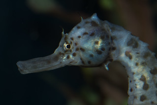 big-belly seahorse or pot bellied seahorse, Hippocampus abdominalis