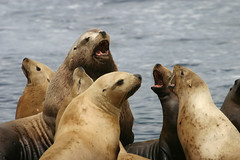 a group of seals