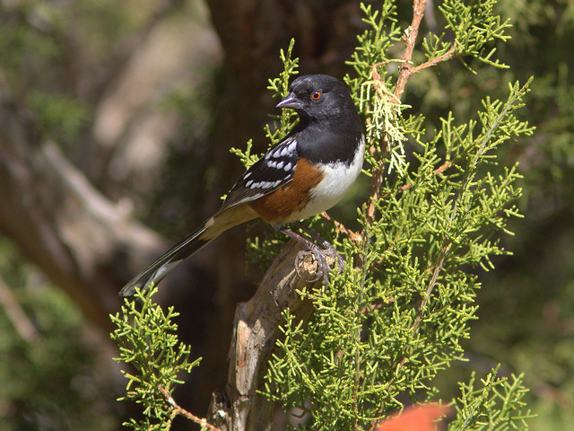 Spotted Towhee 2-20111112