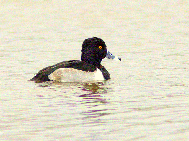 Ring-necked Duck 20111113