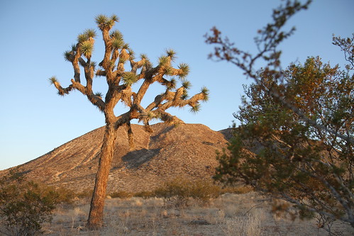 Desert Trip Nov 2011