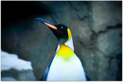 penguin profile by picniki