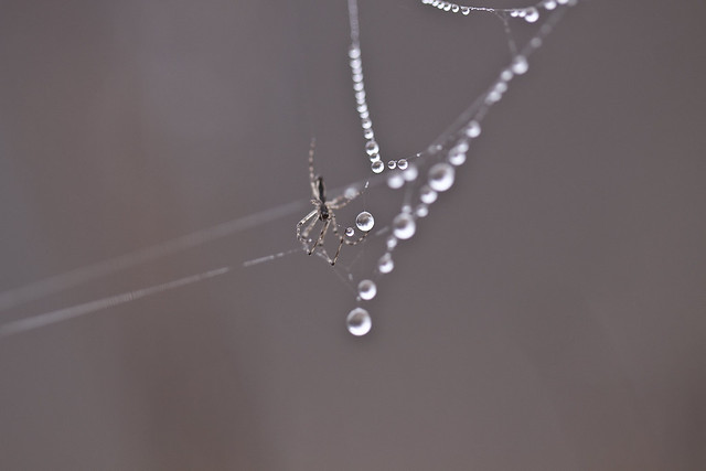 web drops and spider