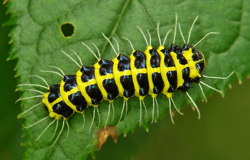 Achelura Caterpillar (Zygaenidae)