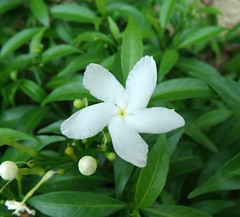 Crape Jasmine (Tabernaemontana divaricata)