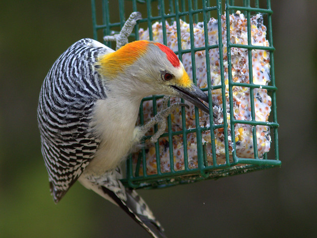 Golden-fronted Woodpecker 2-20111112