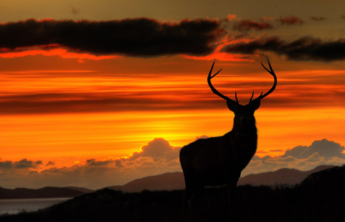 Monarch of the Glen at Sunset by Fraser Ross