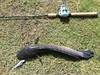 snakehead with vibration lure