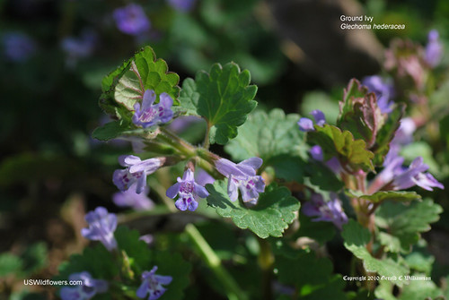 Ground Ivy, Gill-over-the-ground, Haymaids, Creeping Charlie - Glechoma hederacea